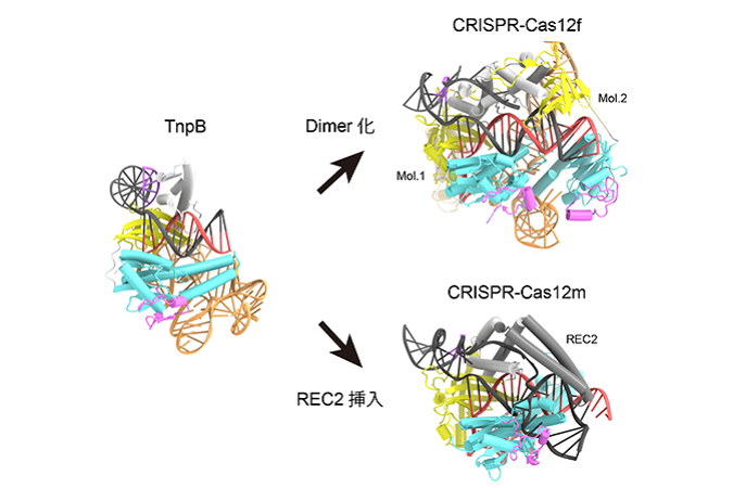 CRISPR-Cas酵素の祖先タンパク質の立体構造を解明