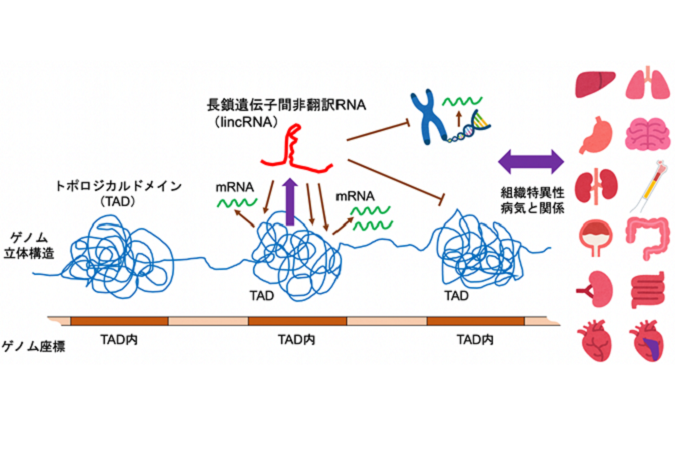 長鎖遺伝子間非翻訳RNAの組織特異的発現の礎となる染色体トポロジカルドメイン