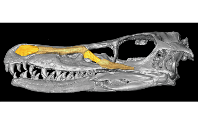 肉食恐竜における鼻を使った脳冷却システムの進化