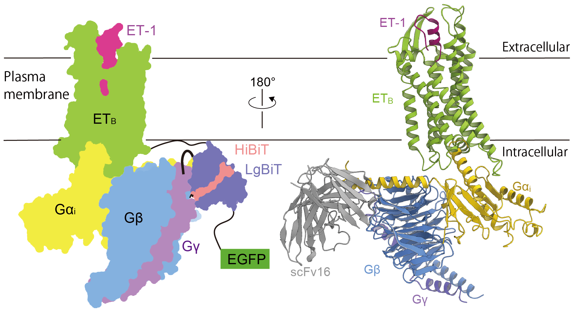 The structure of the ETB-Gi complex revealed: a step toward enhanced anti-cancer drugs  