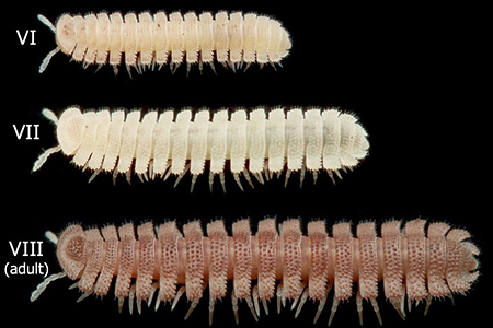 How does a millipede get its legs?