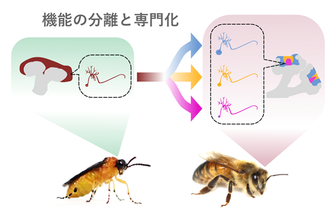 ハチ目における脳神経細胞の進化動態の解明