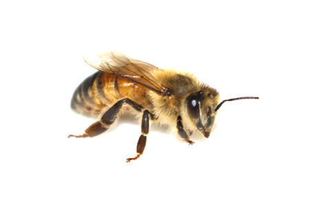 The evolution of honey bee brains