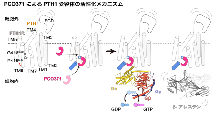 GPCR作動薬による新規の受容体活性化機構を解明