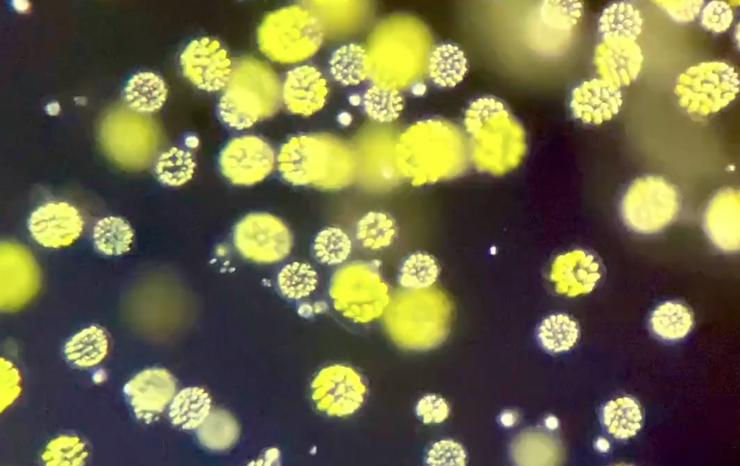 Sex chromosomes reveal how three sexes can co-exist in these algae