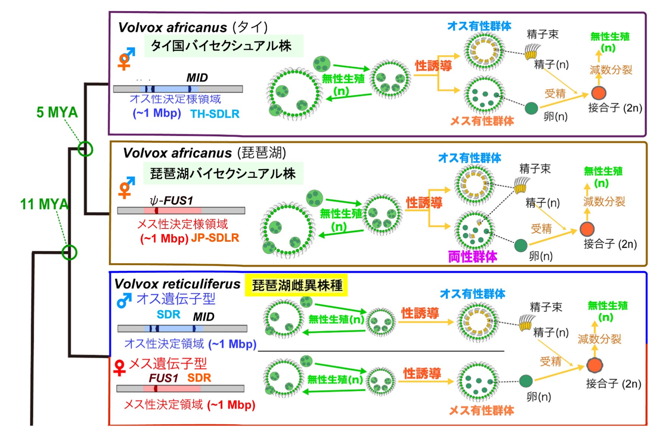 Male sex chromosomes alone evolve into a bisexual species. - SCHOOL OF  SCIENCE THE UNIVERSITY OF TOKYO