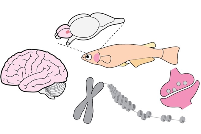魚の大脳構造とそのクロマチン状態を解明