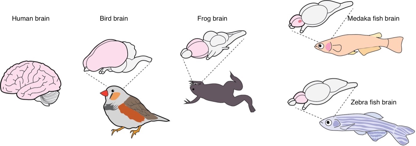What’s in a fish brain? Clues for the evolution of our brain