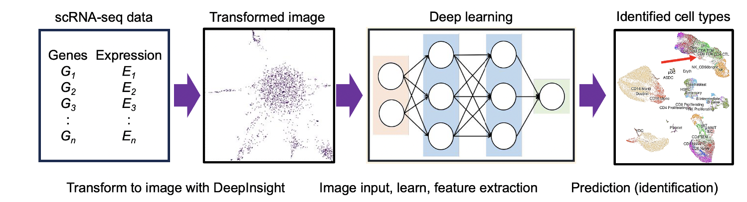 Deep learning helps identify cell types based on their gene expression 
